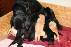 First Milk DIsh - 11